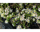 Aster ericoides Snow Flurry