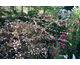 Aster laterifolius Lady in Black