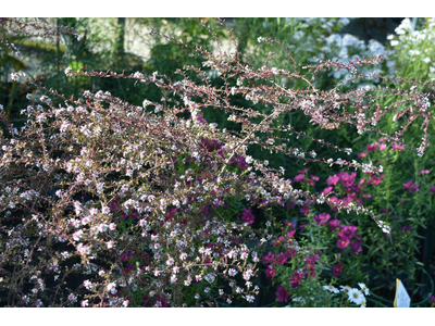 Aster laterifolius