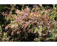 Aster laterifolius Prince