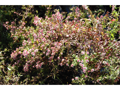 Aster laterifolius