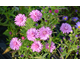 Aster Holly Rose