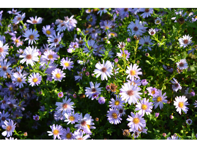 Aster novi-belgii