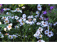 Aster novi-belgii White Ladies