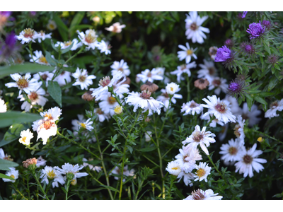 Aster novi-belgii