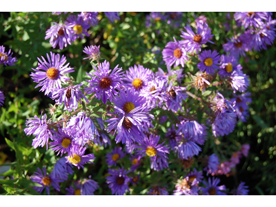 Aster novae-angliae