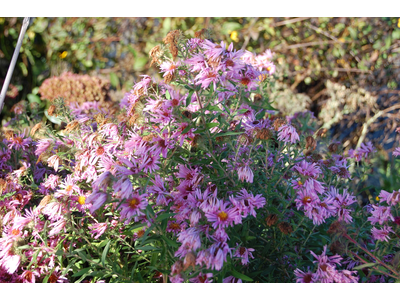 Aster novae-angliae