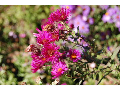 Aster novae-angliae