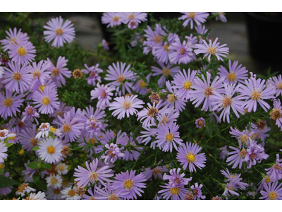 Aster novi-belgii