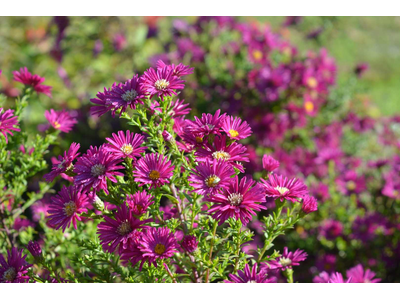 Aster novi-belgii