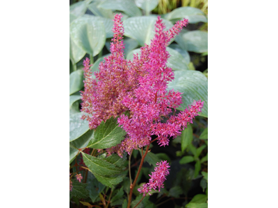 Astilbe