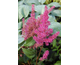 Astilbe Elizabeth Van Veen