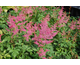 Astilbe