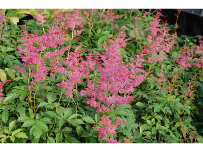 Astilbe