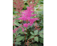 Astilbe Rhytm and Blues ®