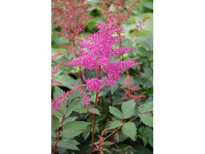 Astilbe