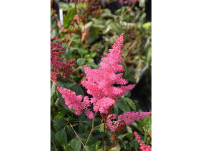 Astilbe