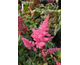 Astilbe