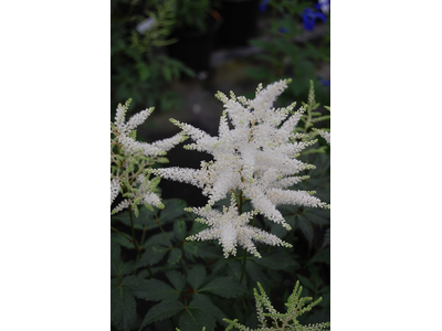 Astilbe japonica