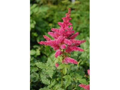 Astilbe