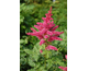 Astilbe