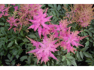 Astilbe