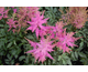 Astilbe