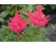 Astilbe