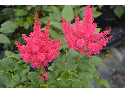 Astilbe