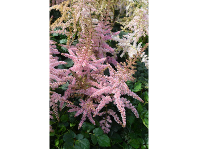 Astilbe arendsii