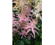 Astilbe arendsii Razzle Dazzle ®