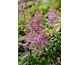 Astilbe arendsii Amethyst