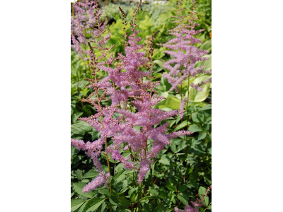 Astilbe arendsii