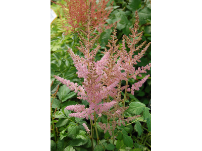 Astilbe arendsii