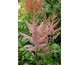 Astilbe arendsii