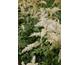 Astilbe arendsii