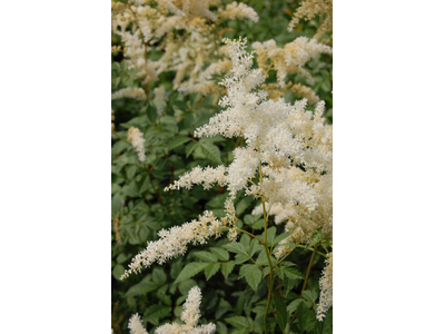 Astilbe arendsii