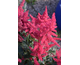 Astilbe arendsii