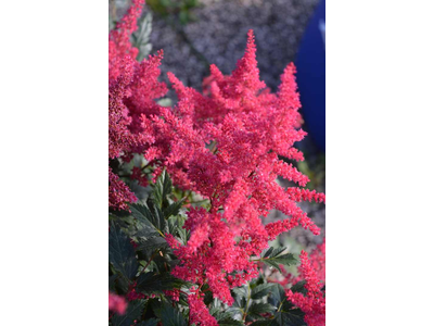 Astilbe arendsii