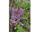 Astilbe arendsii