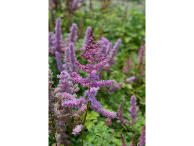 Astilbe arendsii