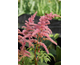 Astilbe arendsii Darwin's Dream