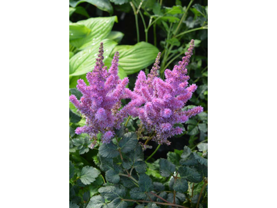 Astilbe chinensis