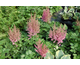 Astilbe chinensis Little Vision in Pink ®