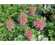 Astilbe chinensis