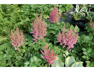 Astilbe chinensis