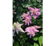 Astilbe chinensis Little Vision in Purple ®