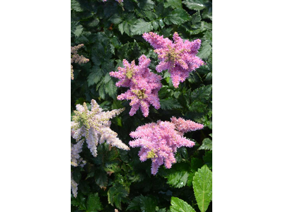 Astilbe chinensis