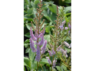 Astilbe chinensis