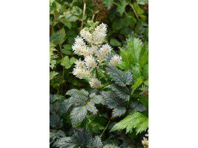 Astilbe chinensis